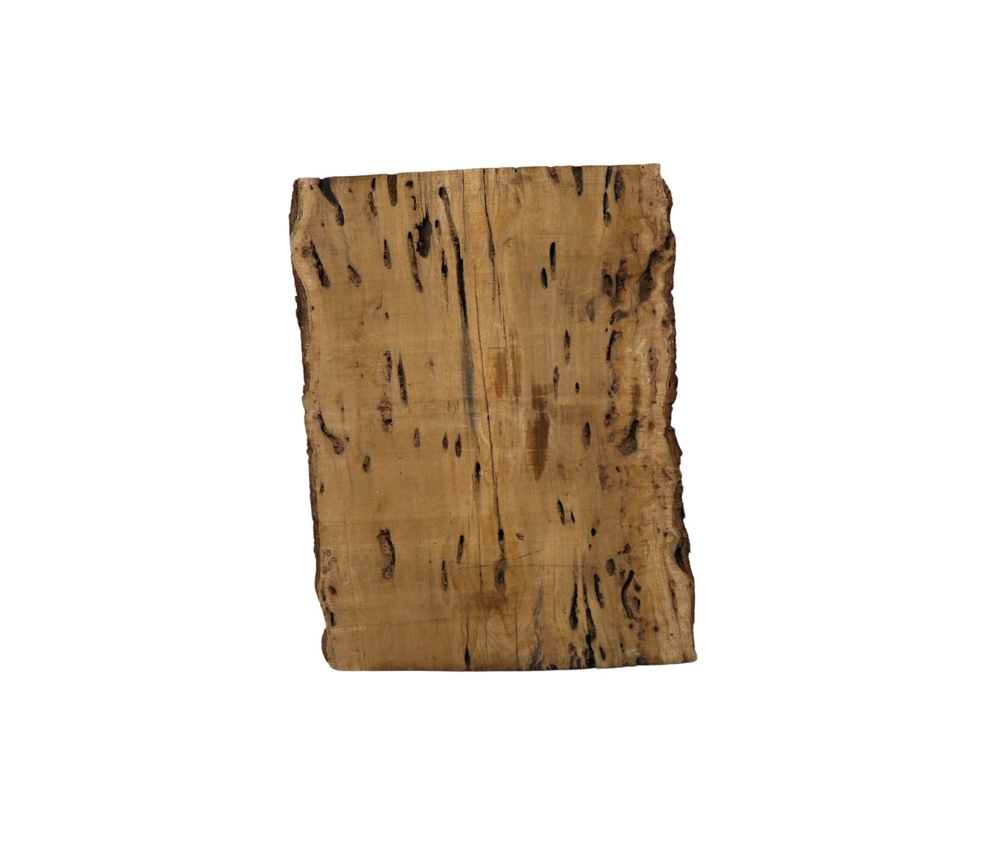 Oak with Worm Holes