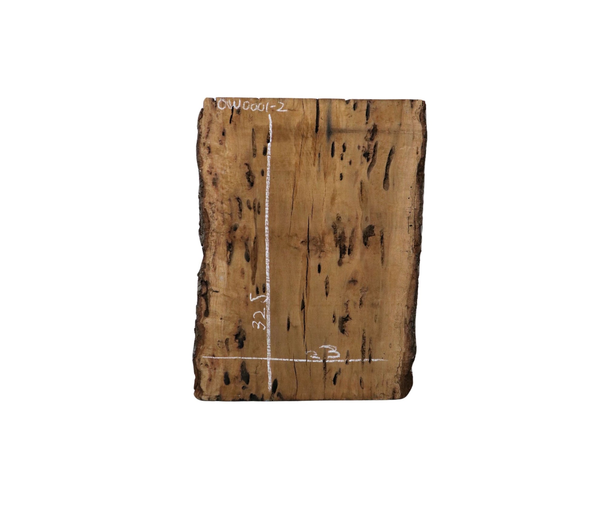 Oak with Worm Holes