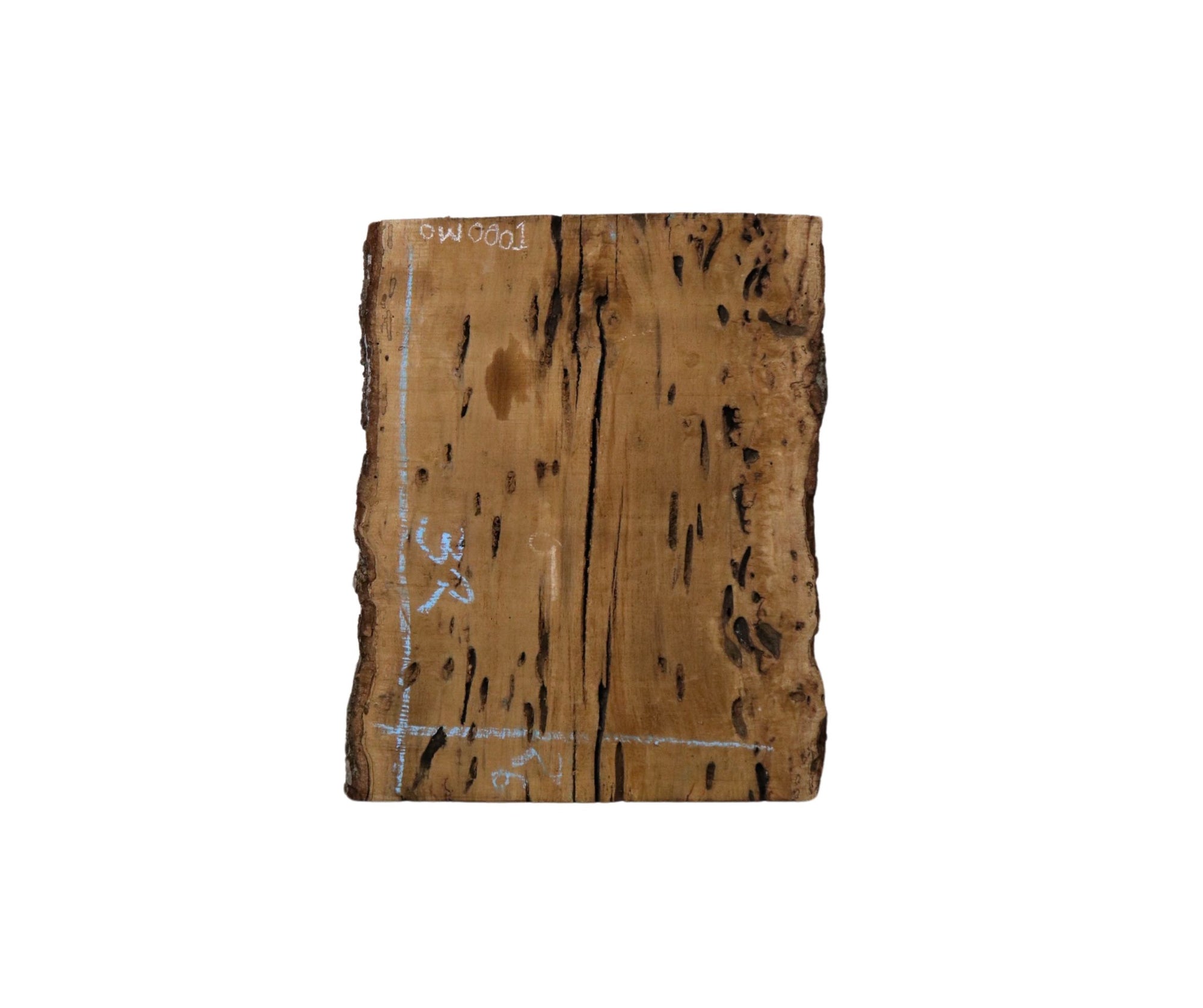 Oak with Worm Holes