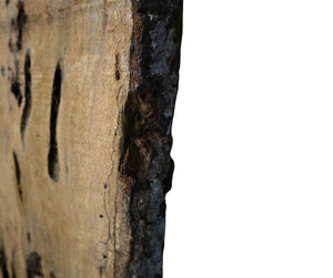 Oak with Worm Holes